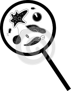 Black silhouette of microscopic unicellular organisms: protozoa Paramecium caudatum, Amoeba proteus, photo